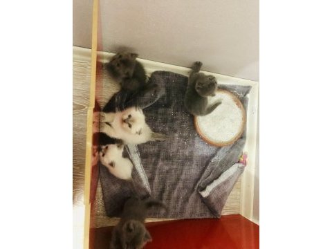Temiz ırk safkan british shorthair yavrular
