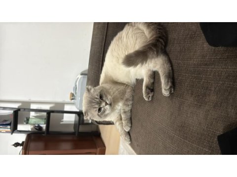 Evde kedi fazlalığından scottish fold