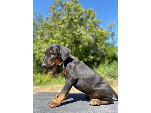 Doberman yavru son 2 adet