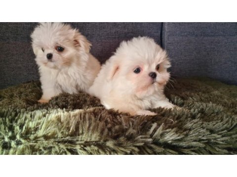 2.5 aylık orijinal kore maltese