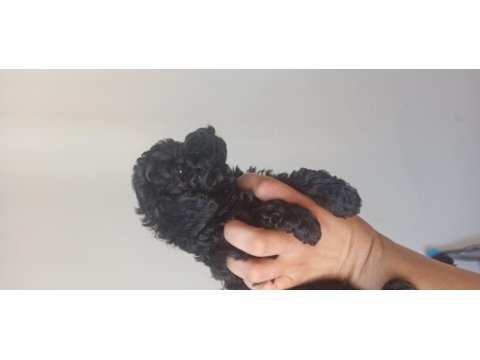 Poodle (black poodle)