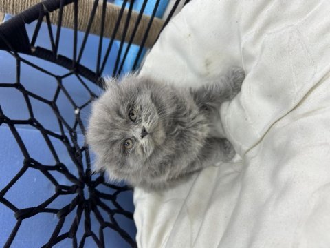 Scottish longhair erkek ve dişi yavrularımız