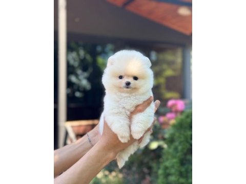 Sağlık ve ırk garantili pomeranian