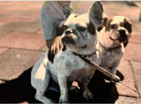 Pablo & leydi eş french bulldog