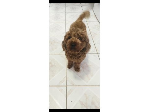 Dişi poodle