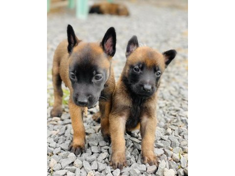 Belçika malinois yavruları