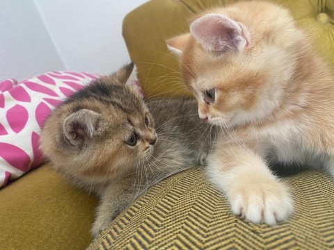 British shorthair