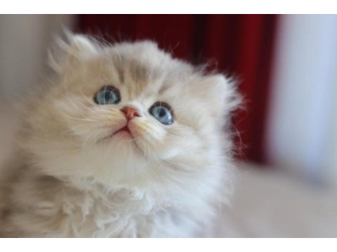 Safkan british longhair yavrularımız
