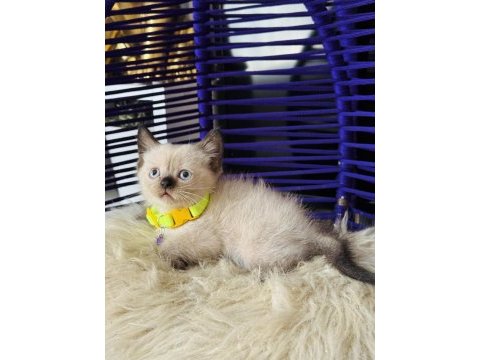 British shorthair chocolate point yavrular