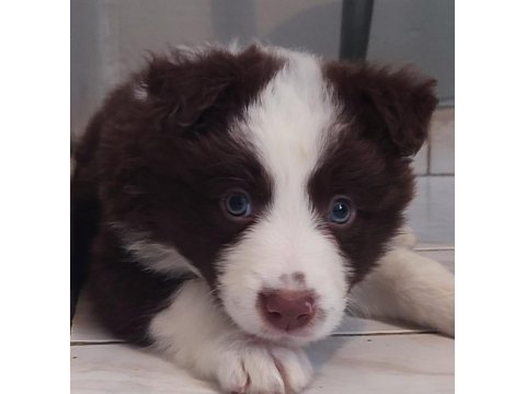 Şecereli anne babadan kahverengi beyaz border collie yavru