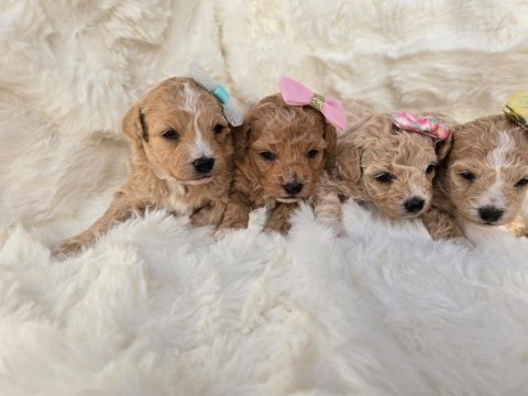 Maltipoo yavrularımız 