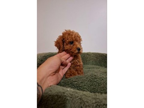 Toy poodle bebekler yeni yuvalarını arıyorlar
