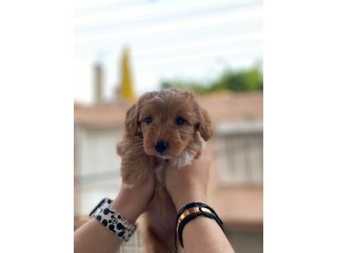 2 aylık dişi maltipoo aşıları yapıldı