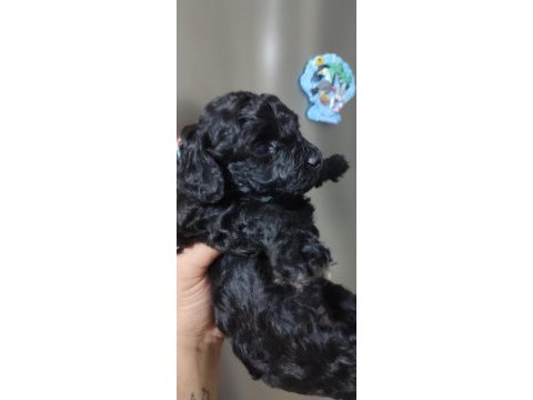 Siyahın en zarif hali poodle