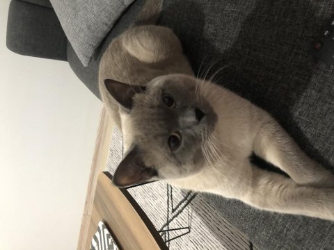 Kedime yuva aramaktayım british shorthair