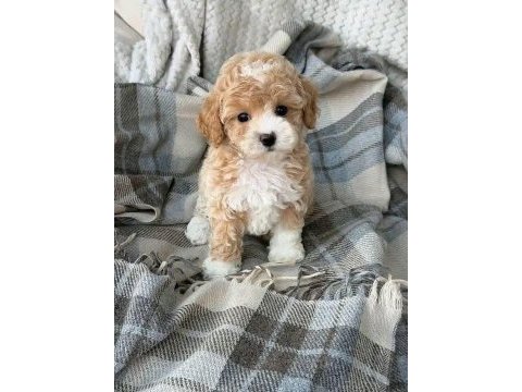 Kore teacup maltipoo aşılı eğitimli yavrular