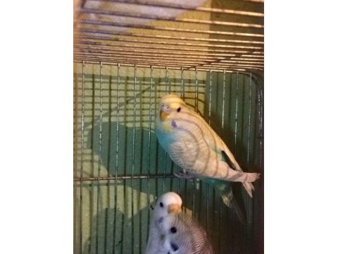 Bebek muhabbet kuşu yavrular