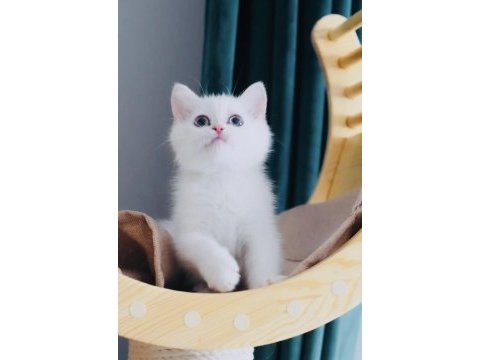 Sevgi dolu british shorthair dişi