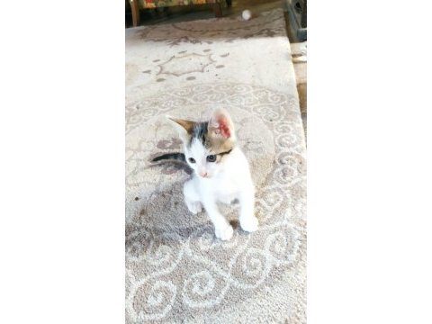 11 adet yavru kedimiz