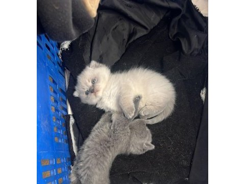 1 dişi ve 1 erkek scottish fold