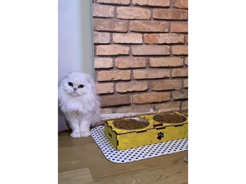 Bembeyaz scottish fold