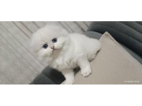 Scottish fold dişi yavru
