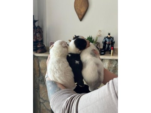 Border collie yavrularımız