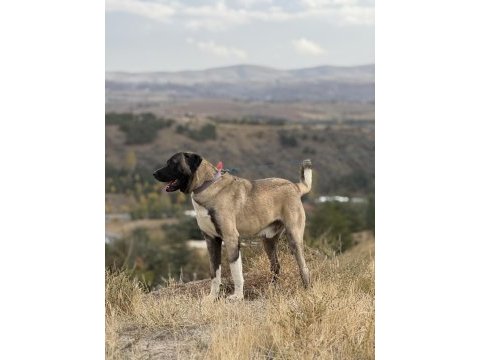 Kangal köpeğimizi sahipledirme