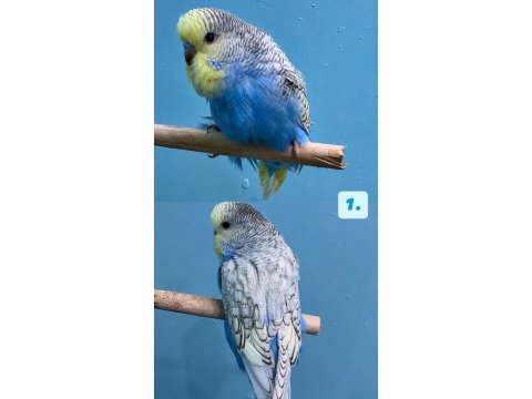 Yeni yeme düşmüş jumbo muhabbet kuşu yavrular