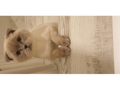 Scottish fold yetişkin