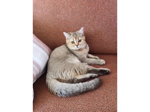 British shorthair ücretsiz sahiplendirme