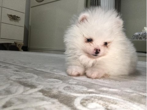 Pomeranian boo