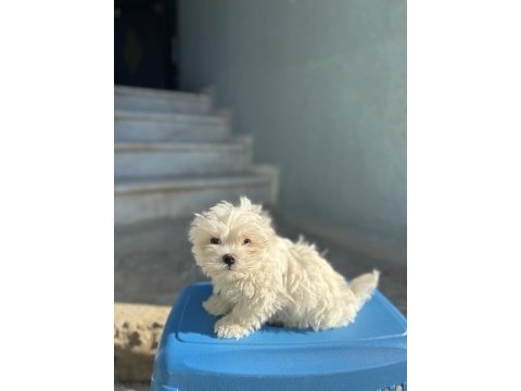 Orjinal maltese terier bebekler