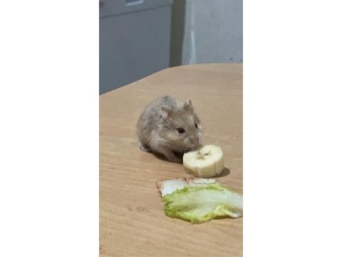 Gonzales hamster sahiplendirme