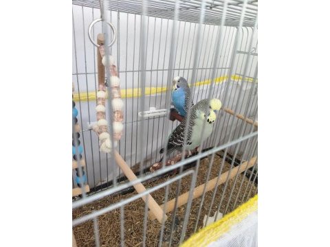 Eş muhabbet kuşu kafes ve tüm ekipmanları ile