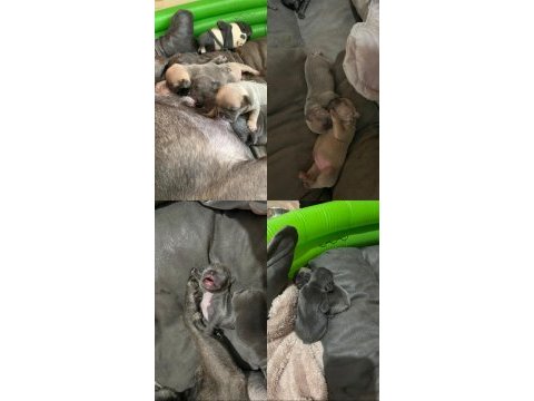 Anne blue - baba blue tan french bulldog yavrular