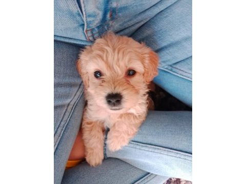 Minik maltipoo köpekler