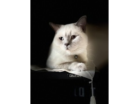 1 yaşında erkek blue point british shorthair