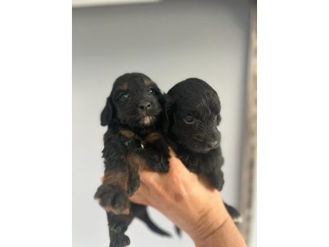 Terrier bebişlerimiz