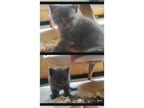 4 adet yavru british shorthair safkan