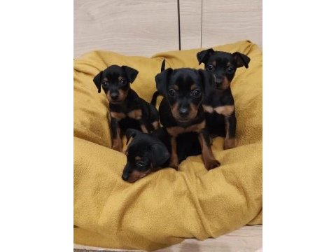 Sıfır numara pinscher yavrularımız