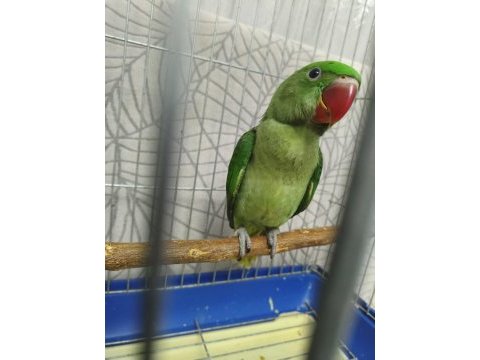 5 aylık çok tatlı iskender papağanı