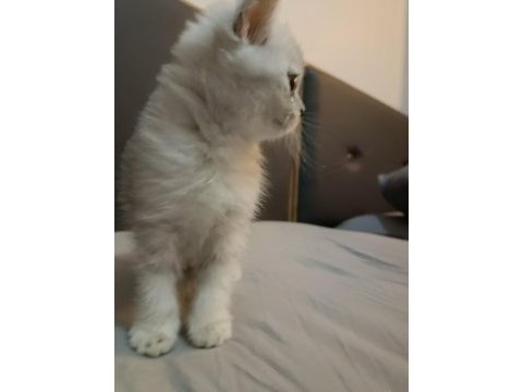 British shorthair silver renk