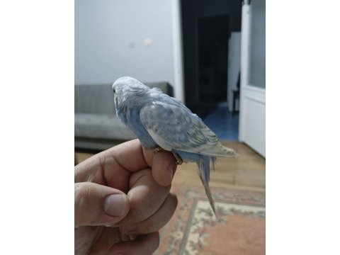 Ele alışık muhabbet kuşu yavrular