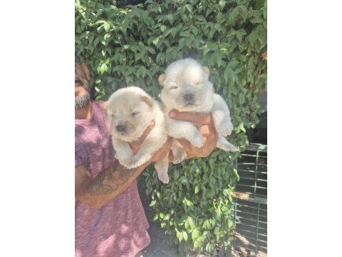 Chow chow bebeklerimiz