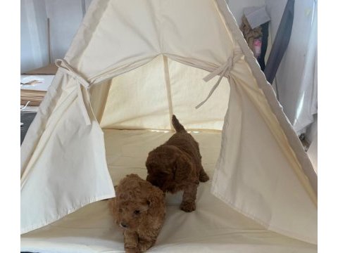Dişi orjinal toy poodle aşılı wc eğitimli bebekler
