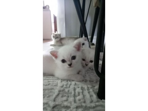 3 erkek british shorthair
