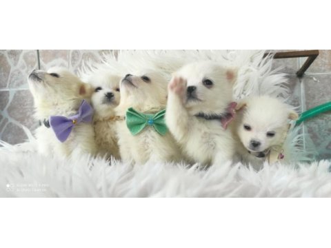 Safkan pomeranian spitz yavruları
