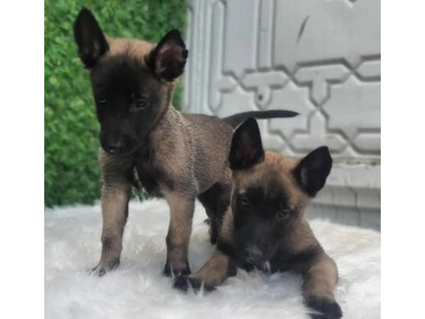 A kalite belçika kurdu yavrularımız
