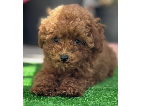 Orjinal kore toy poodle yavrularımız